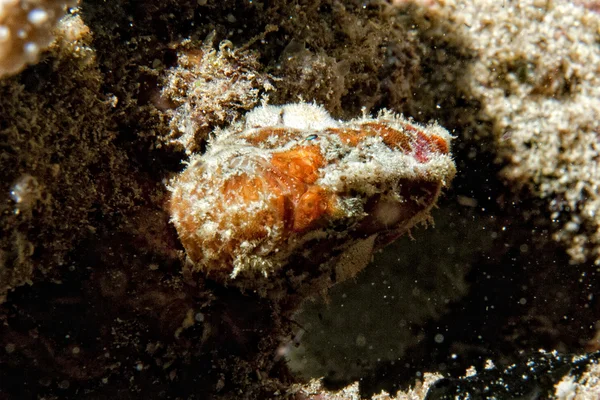 Cuttlefish underwater — Stock Photo, Image