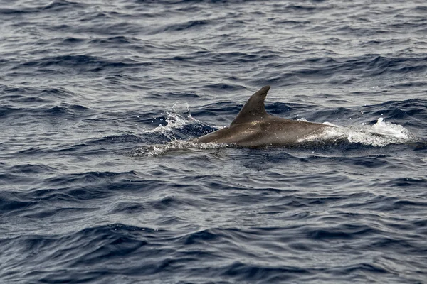 Un delfino isolato che salta nel mare blu — Foto Stock