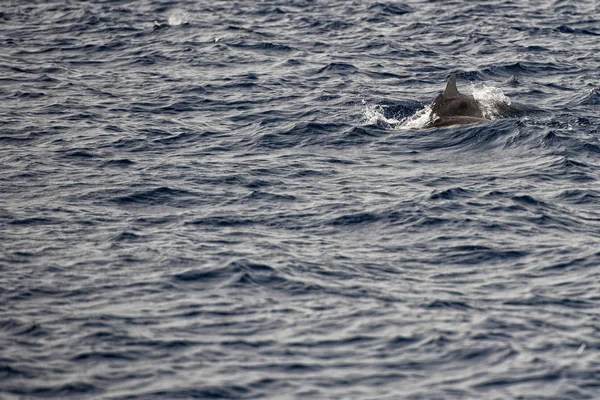 Un delfín aislado saltando en el profundo mar azul — Foto de Stock