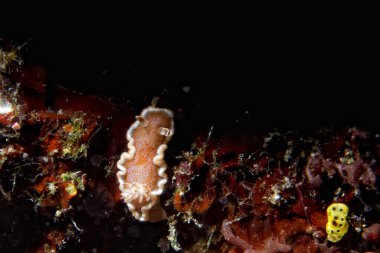 chromodoris omurgasızını 