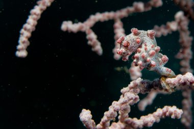 bargibanti Pigme deniz atı en küçük dünya 