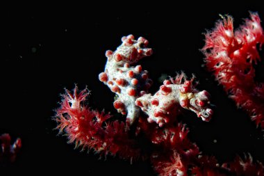 bargibanti Pigme deniz atı en küçük dünya 