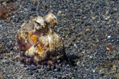 Hindistan cevizi ahtapot sualtı portre