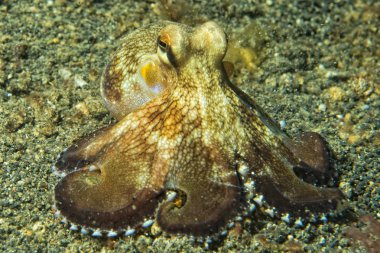 Hindistan cevizi ahtapot sualtı portre