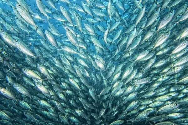 Dentro de uma escola de peixes subaquáticos — Fotografia de Stock