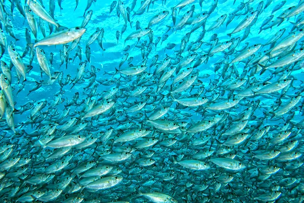 Внутри стаи рыб под водой — стоковое фото