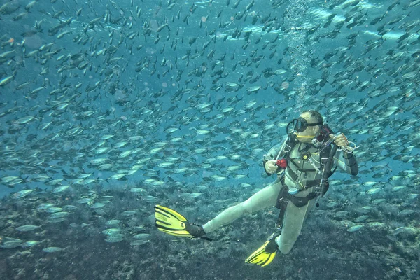 Um mergulhador dentro de uma escola de peixes debaixo d 'água — Fotografia de Stock