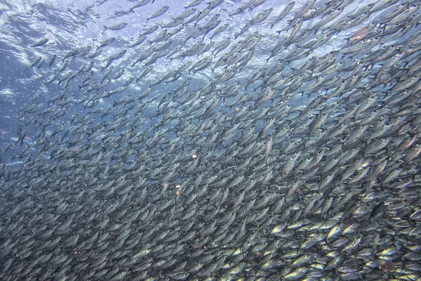 Dentro de uma escola de peixes subaquáticos — Fotografia de Stock