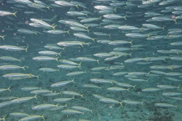 Dentro de uma escola de peixes subaquáticos — Fotografia de Stock