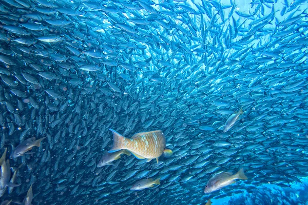 Dentro de uma escola de peixes subaquáticos — Fotografia de Stock