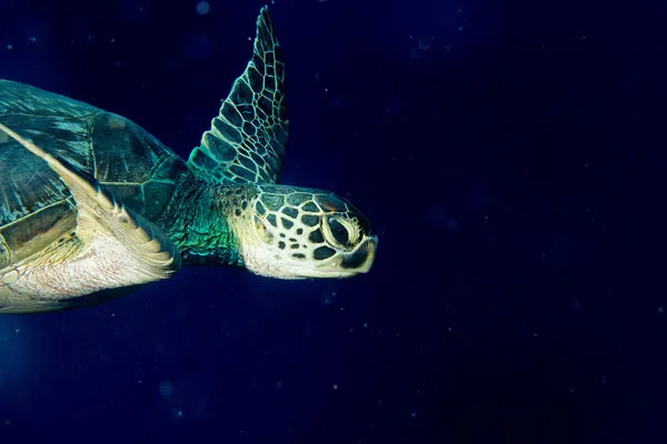 En havssköldpadda porträtt på nära håll medan du tittar på du — Stockfoto