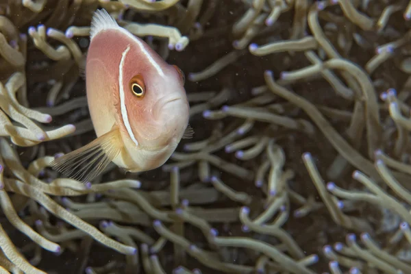 Pesce pagliaccio mentre ti guarda da anemone — Foto Stock