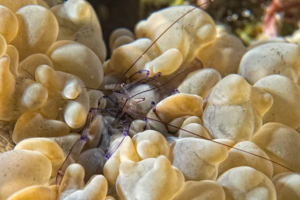 气泡珊瑚 vir 蔓虾 — 图库照片