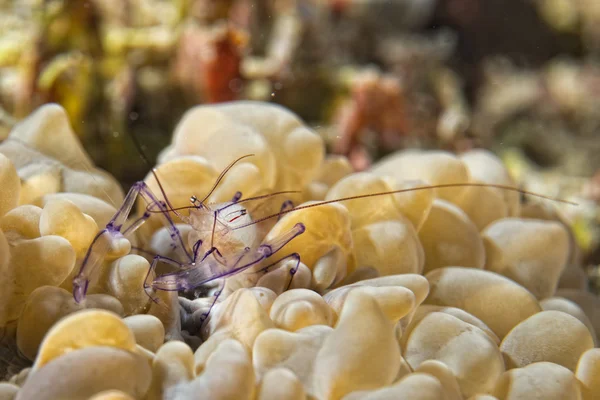 Vir philippinensis shrimp in bubble coral — Stock Photo, Image