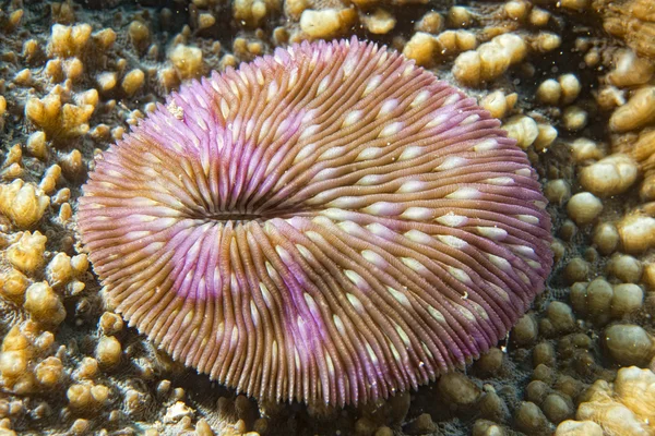 Жорстких коралові деталей — стокове фото