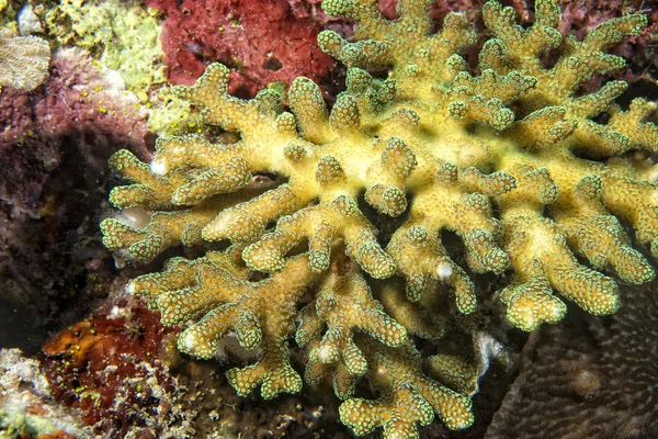 Hard coral detail — Stock Photo, Image