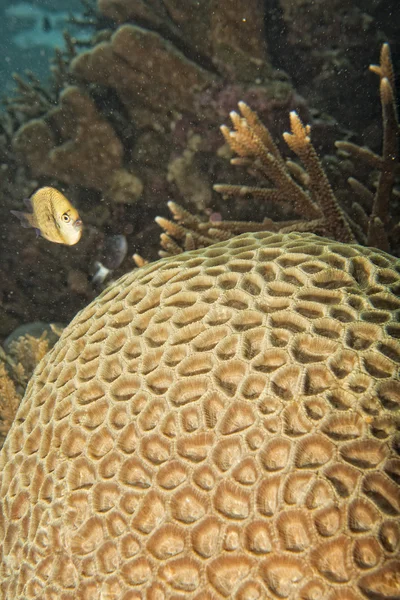Hard coral detail — Stock Photo, Image