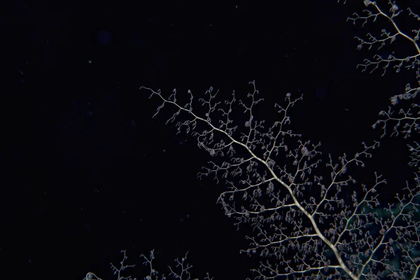 Crinoid underwater while diving — Stock Photo, Image
