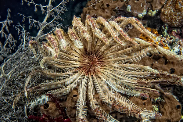 Crinoid subaquático enquanto mergulho — Fotografia de Stock