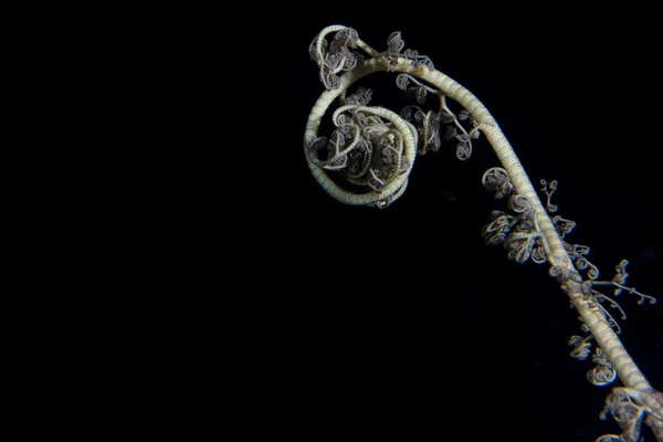 Crinoid vedenalainen sukelluksen aikana — kuvapankkivalokuva