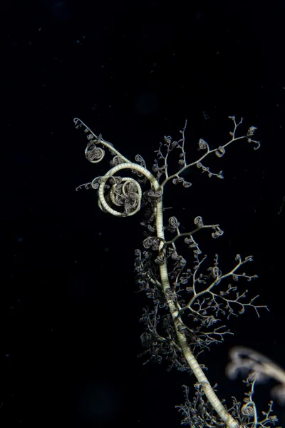 Crinoidea onderwater tijdens het duiken — Stockfoto