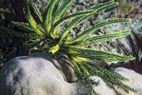 Crinoid subaquático enquanto mergulho — Fotografia de Stock