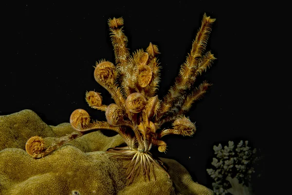 Crinoide bajo el agua mientras bucea —  Fotos de Stock