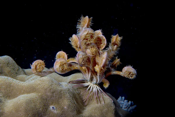 Crinoidea onderwater tijdens het duiken — Stockfoto