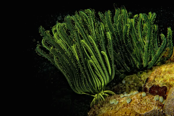 Crinoid subaquático enquanto mergulho — Fotografia de Stock