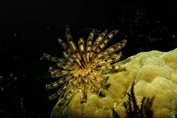 Crinoid underwater while diving — Stock Photo, Image