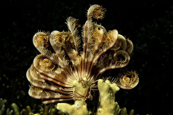 Crinoid subaquático enquanto mergulho — Fotografia de Stock