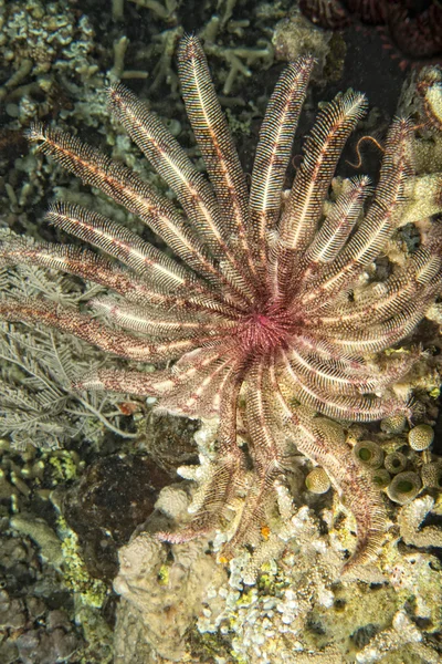 Crinoidea onderwater tijdens het duiken — Stockfoto