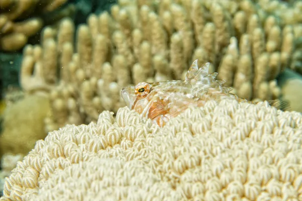 Glass fish on corals house for Fishes — Stock Photo, Image