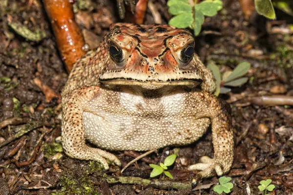 Indonezja żaba — Zdjęcie stockowe