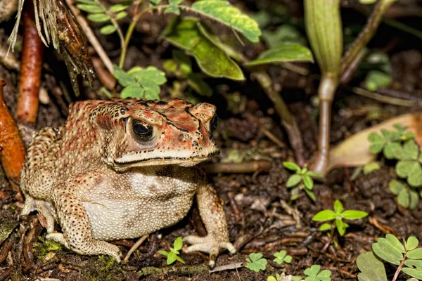 Indonezja żaba — Zdjęcie stockowe