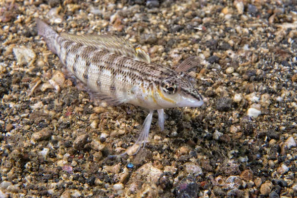 Färgglada fiskar medan du tittar på dig på sand bakgrunden — Stockfoto