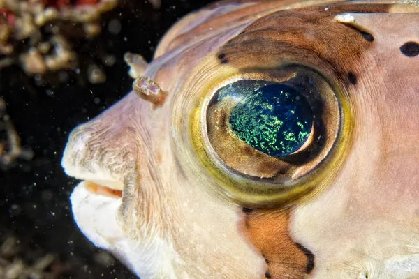 Caja hinchable Retrato de pez en siladen —  Fotos de Stock