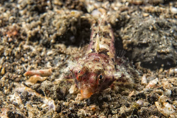 만다린 물고기 — 스톡 사진
