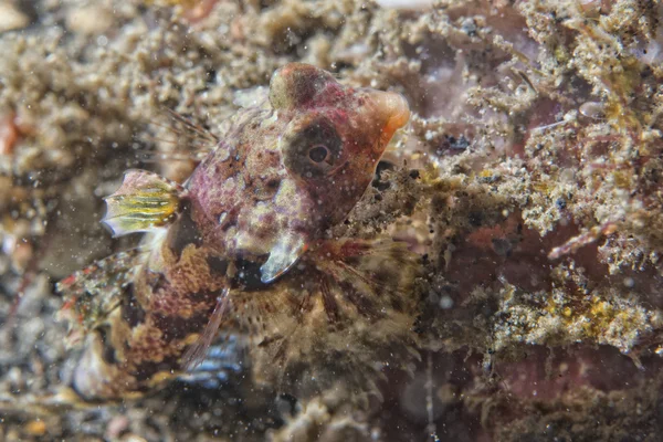 Mandarin fish — Stock Photo, Image