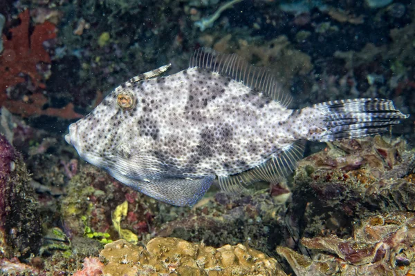 Peixe-gatilho subaquático — Fotografia de Stock