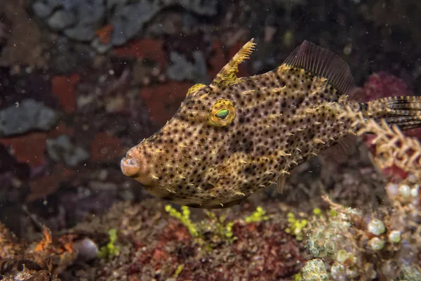 Pesce balestra sott'acqua — Foto Stock