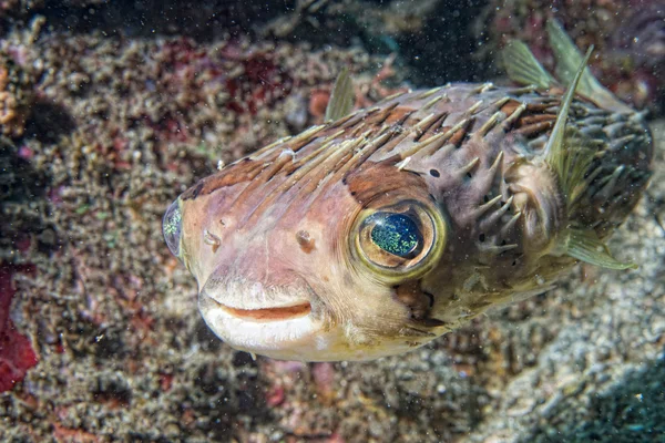 Box puffer Fish portrait in siladen — Stock Photo, Image