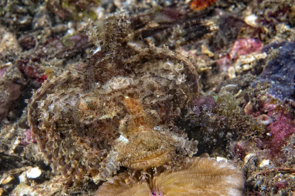 Красочные рыбки-скорпионы, глядя на тебя на песчаном фоне — стоковое фото