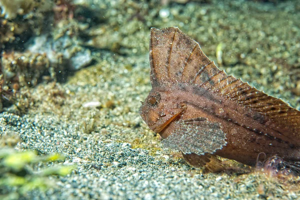 Siladen の茶色の葉の魚 — ストック写真