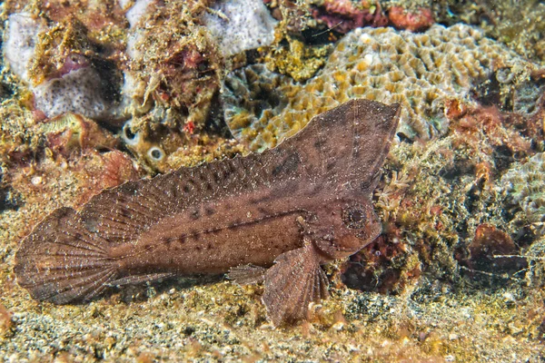 Peixes de folha marrom em Siladen — Fotografia de Stock