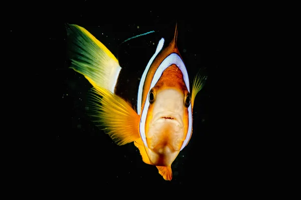 Clown fish while looking at you on the black background — Stock Photo, Image