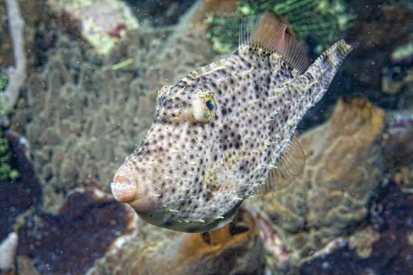 Triggerfish υποβρύχια — Φωτογραφία Αρχείου