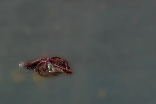 Cuttlefish calmar sub apă — Fotografie, imagine de stoc