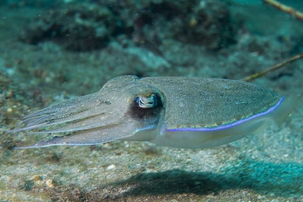 Squid inktvis onderwater — Stockfoto