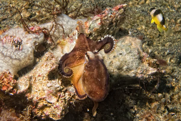 Kokosnoot octopus onderwater portret — Stockfoto